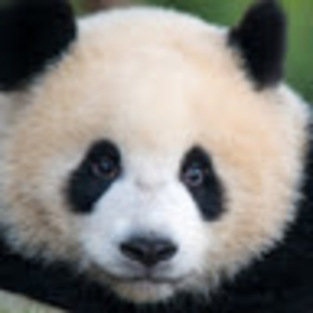 Meet your Posher, Mikki